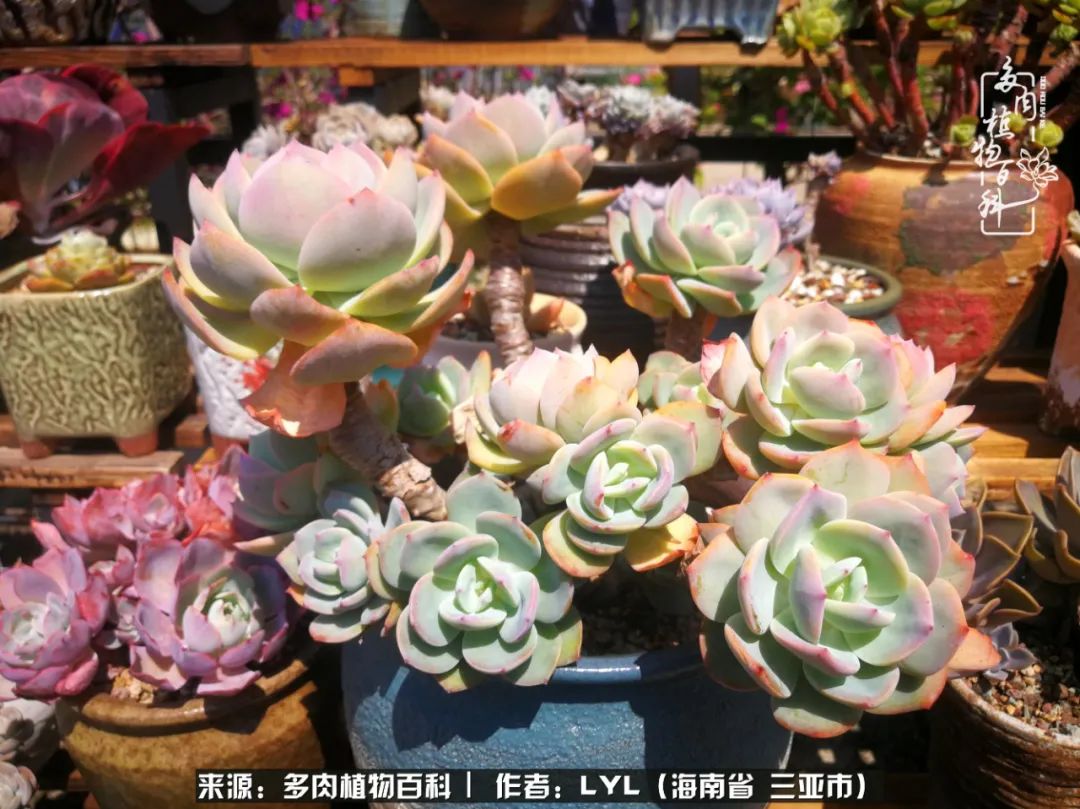 开挂区养多肉,非开挂区怎么把多肉养出状态