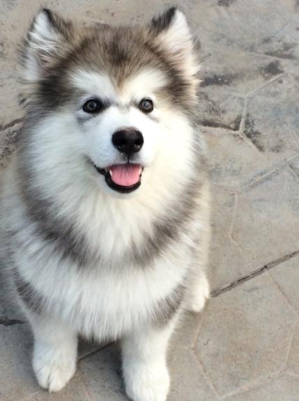 阿拉斯加的优点和缺点是什么,阿拉斯加犬的优点与缺点