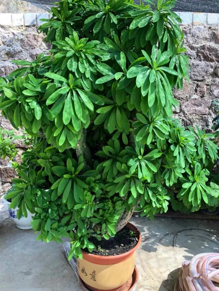 什么花放在家里最好看最实用,放家里风水好又好养的花有哪些