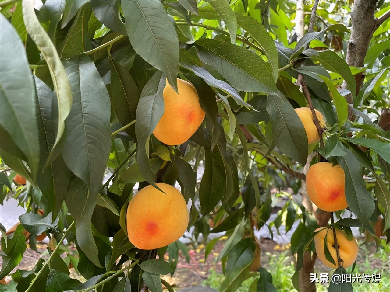 福利来啦！德阳喜欢吃桃子的小伙伴看过来
