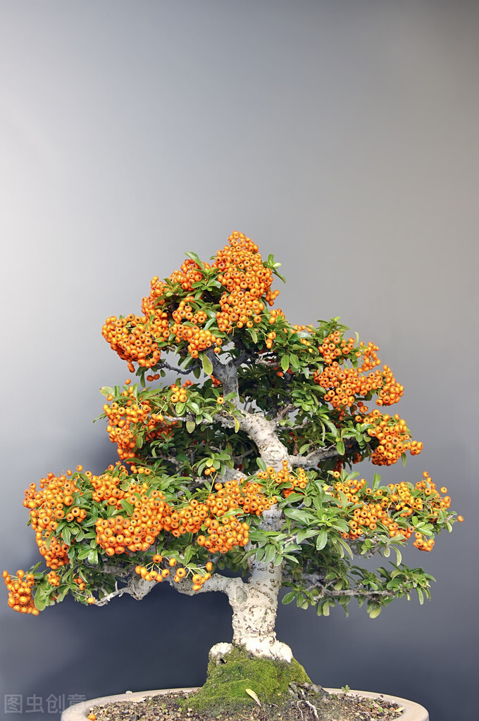 盆栽观果植物有哪些,观果植物具备哪些特征