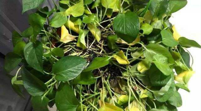 铁树叶子冬天冻发黄干枯如何补救,冬天月季花叶子发黄脱落怎么补救