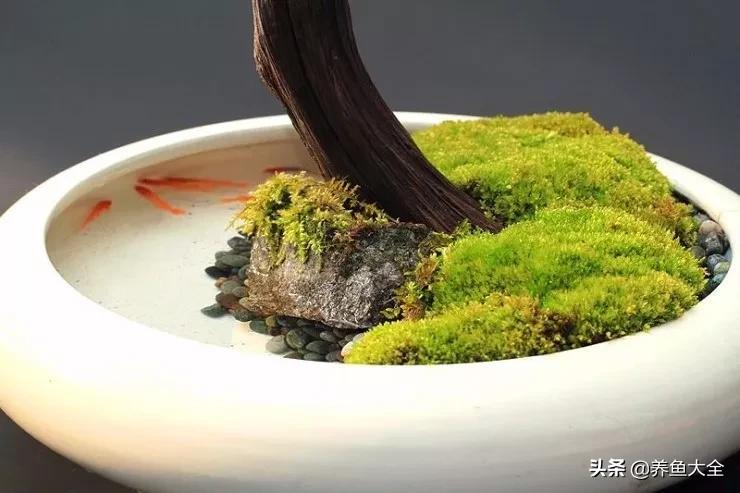 什么金鱼好养又好看,养哪种金鱼又好看又好养