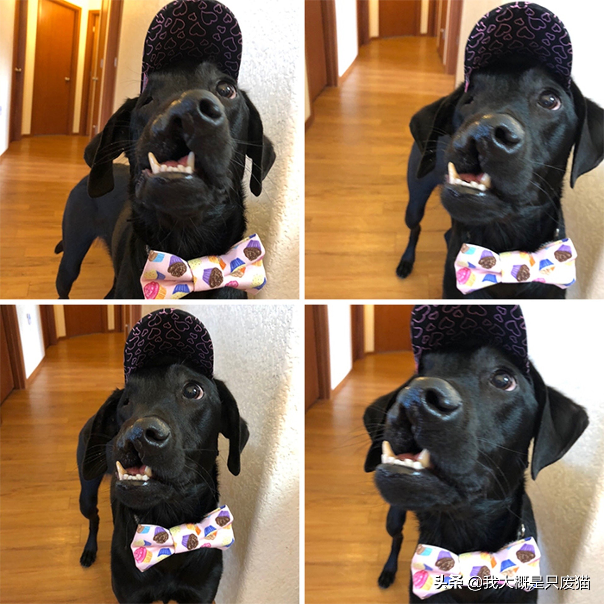 拉布拉多做手术图片,拉布拉多嘴巴手术