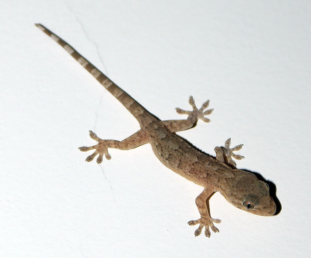 人畜无害的壁虎为什么会列入五毒,五毒之一壁虎为什么有毒