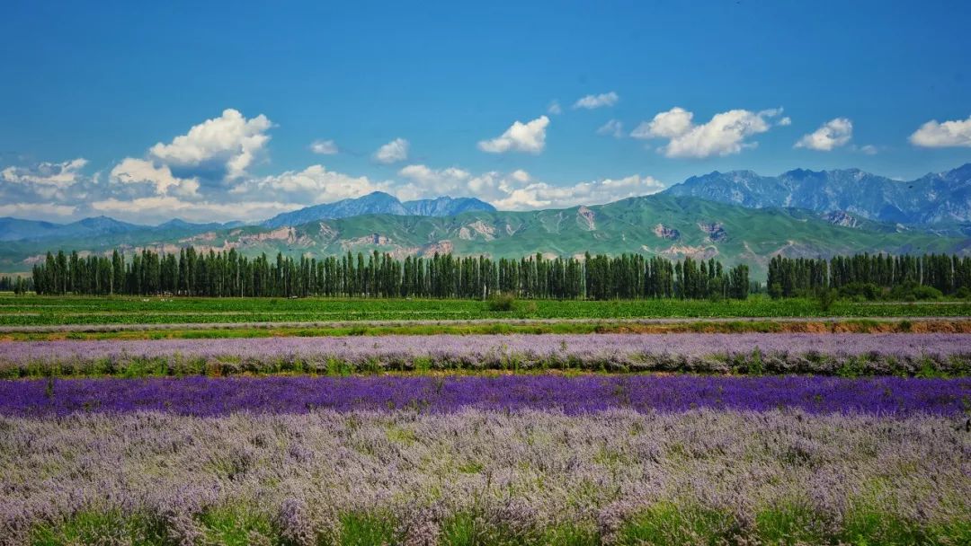六月的北疆哪些地方值得去,六月的北疆解说