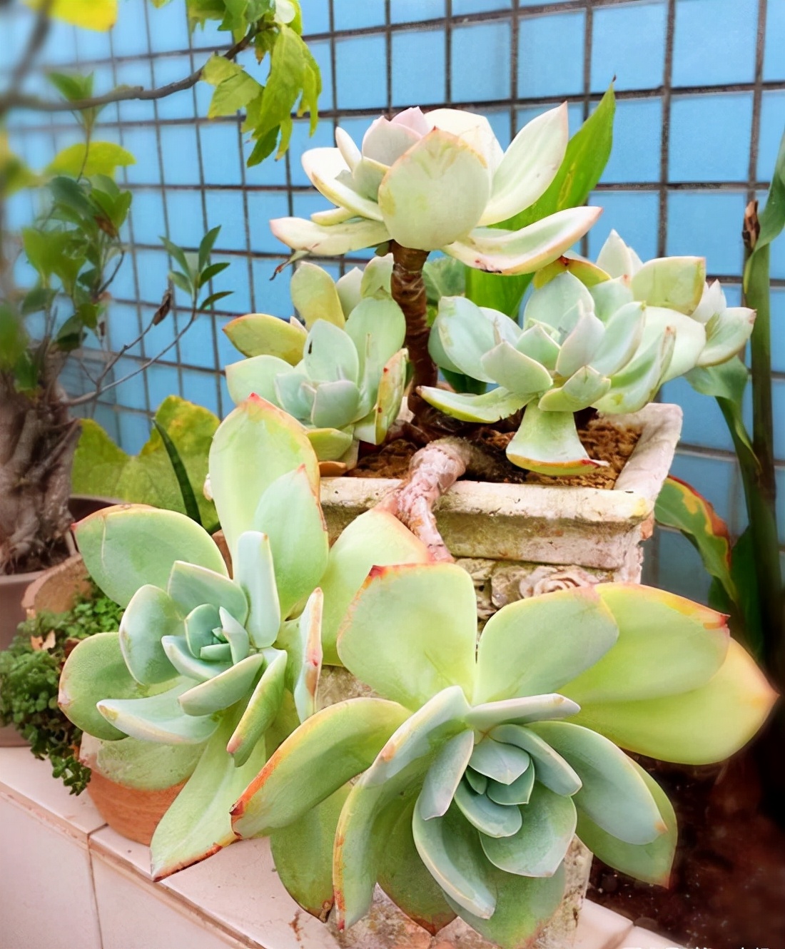 他养多肉10多年,总结出9个易出“高价老桩”的品种,适合新手