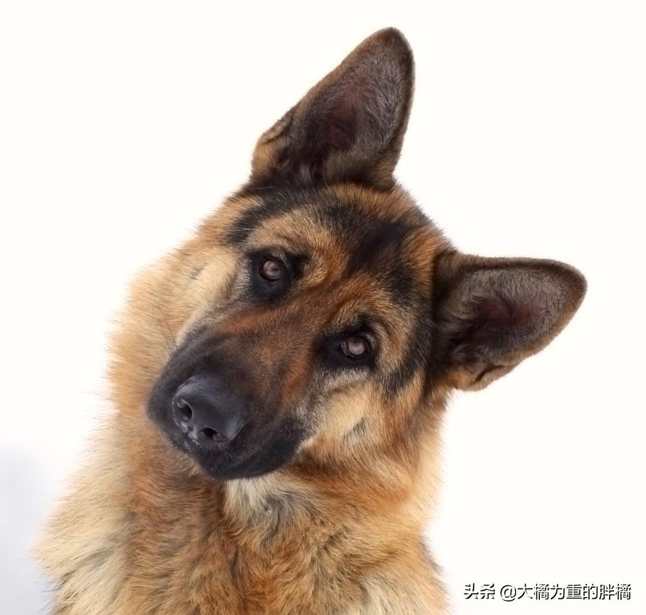 白色德牧和黑色德牧一样吗,全部颜色的德牧