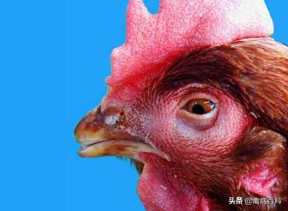 春季鸡鸭传染病,鸡鸭共同感染的传染病有哪些