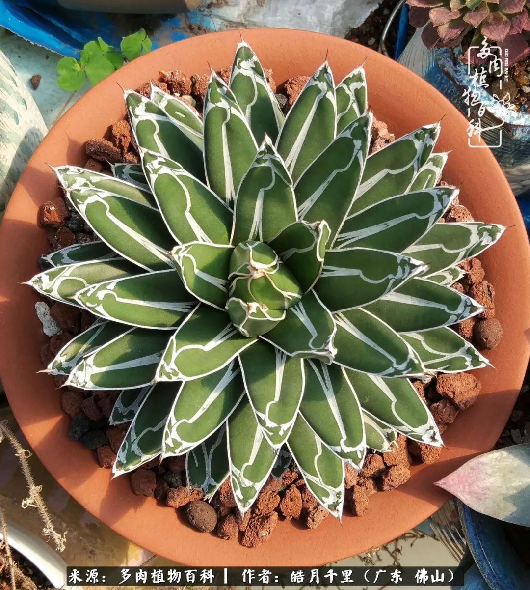 多肉娇气养不活多肉的10个秘密,养多肉是件很治愈的事情