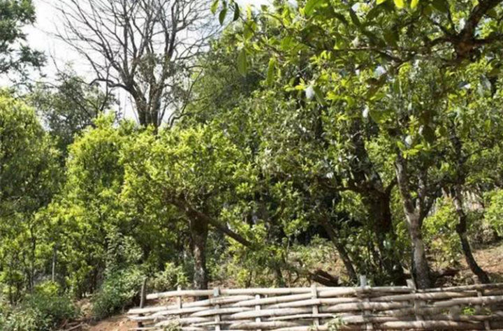 勐库十八寨茶区图,勐库茶十八寨排名