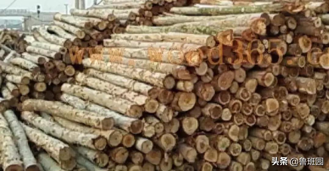 木材的主要缺陷,木材缺陷有哪些