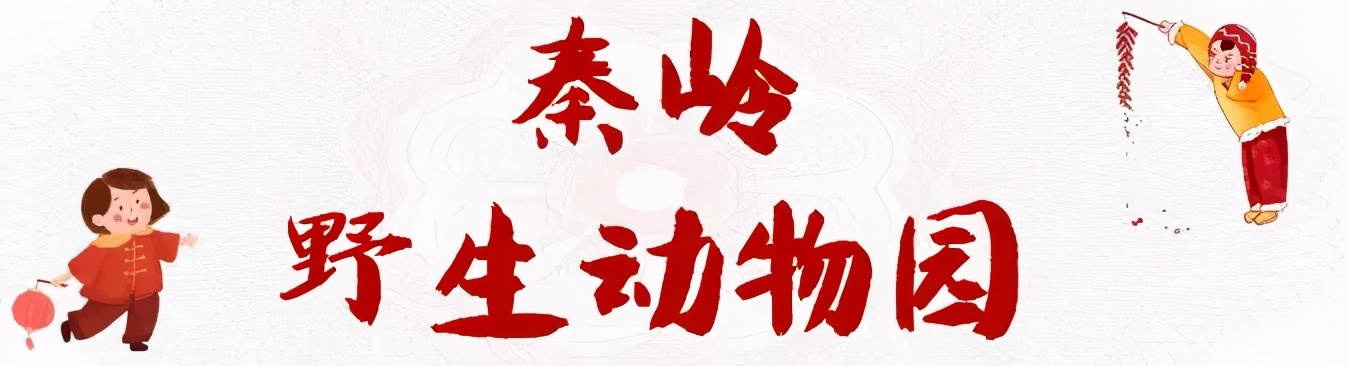 古城西安年味浓八方来客齐拜年,春节西安各景区年味十足