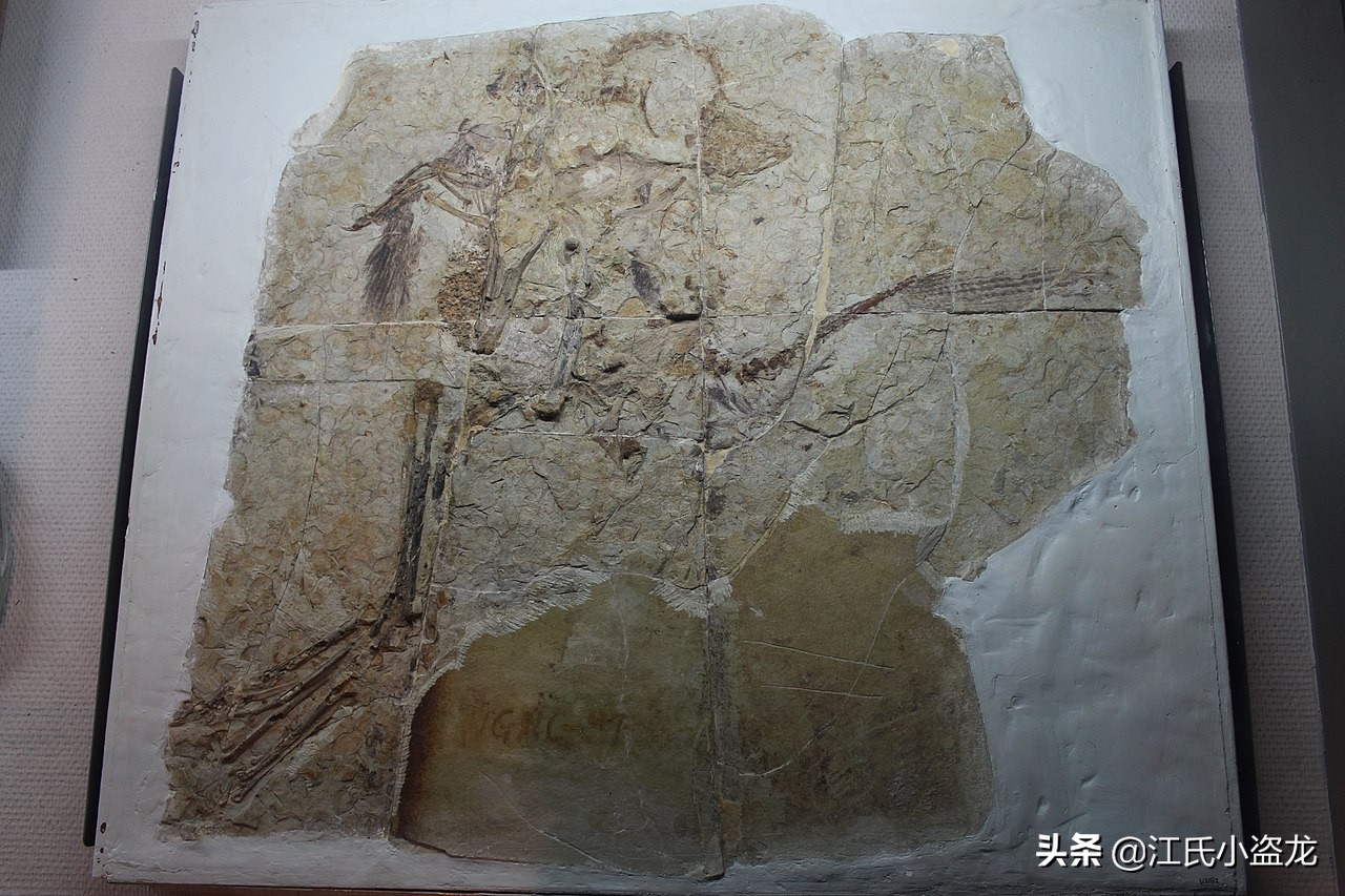 中国科学家揭秘恐龙皮肤化石,科学家用恐龙化石克隆出一只恐龙