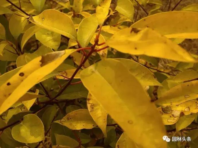 树黄化用什么治,园林树木黄化病的综合防治