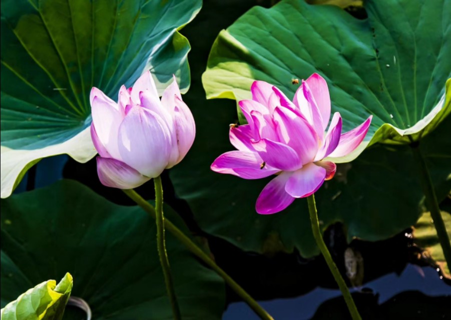 衡水湖有多美丽,七月衡水湖