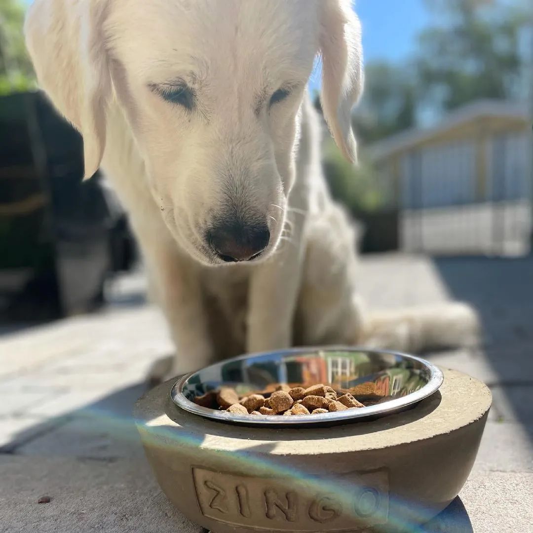 狗狗不好好吃饭怎么办？原因分析+成功秘诀！这么做让它乖乖吃饭