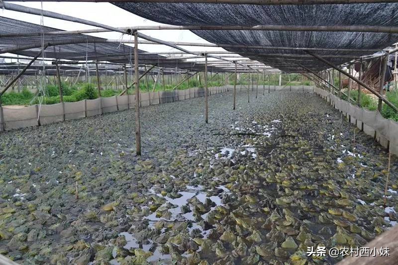 牛蛙养殖技术及牛蛙养殖方法介绍,牛蛙养殖技术及牛蛙养殖方法视频