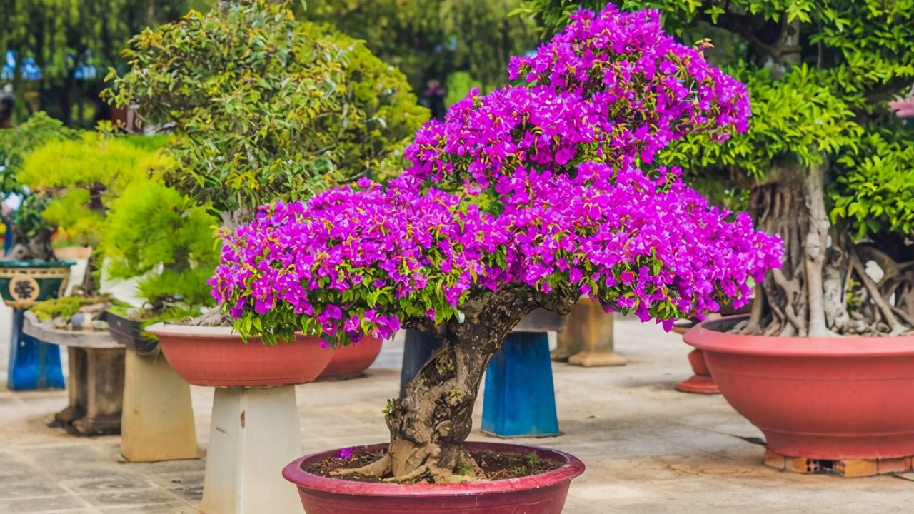 盆景枯萎怎样自救,大小盆景黄叶烂根怎么处理