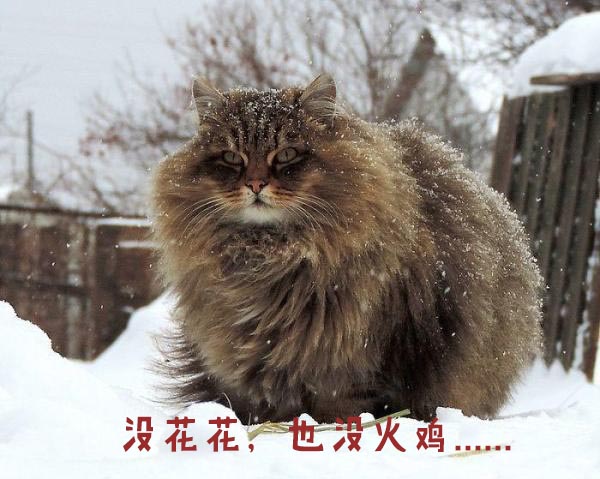 圣诞节的喵星人霸气又略萌,猫奴必看!又骗我养猫?