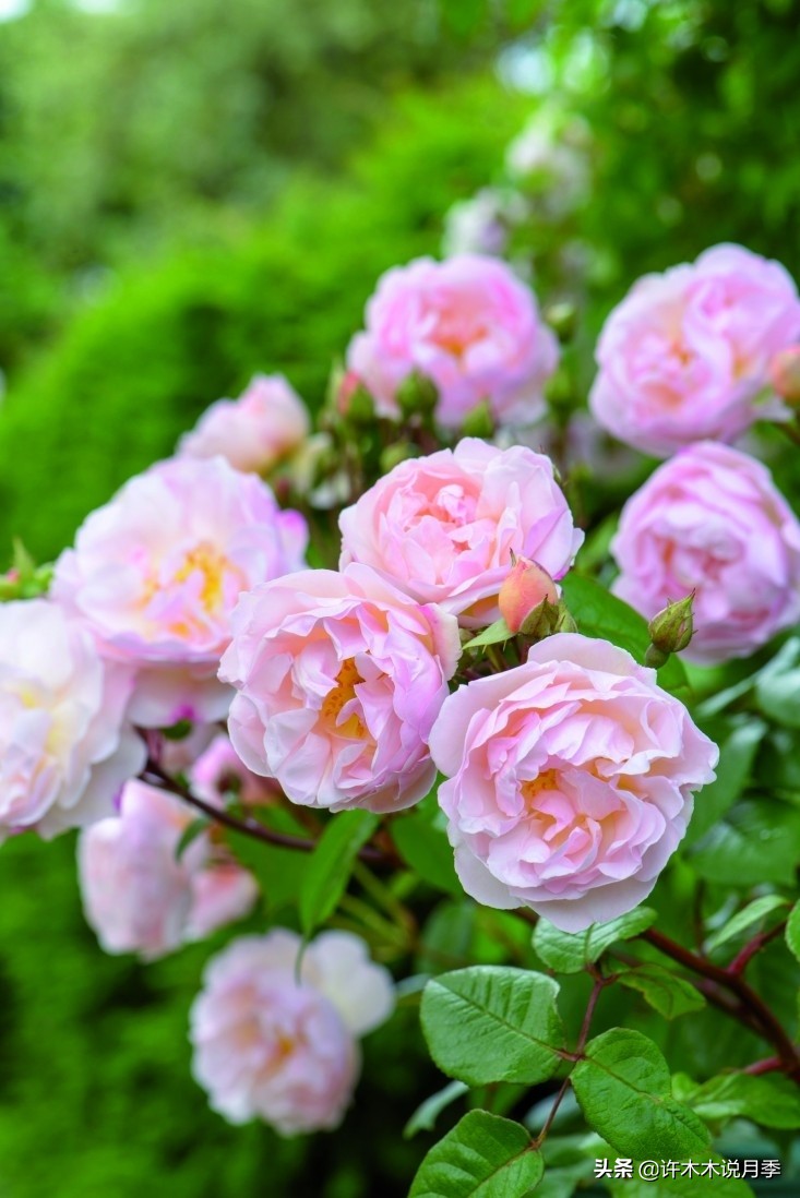 月季叶子发黄别让月季枯萎在手里,月季为什么长着黄叶死掉