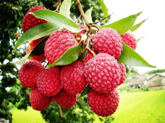 储劲松作品,岳西籍作家储劲松