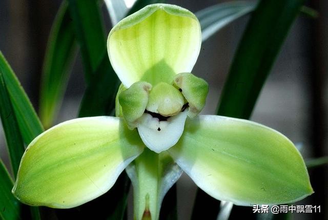 春兰怎么挑选好呢,新手春兰买什么品种