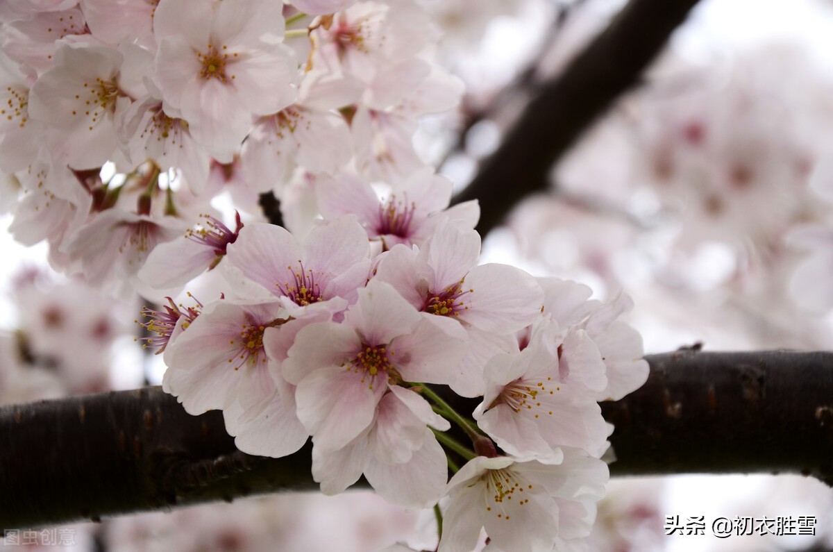 唐诗宋词里的樱花,唐诗描写樱花的诗句