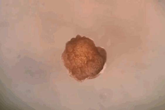 全球首个活体机器人怎么编程,最新人工智能机器人问世