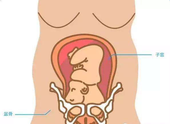 孕期耻骨疼乳房疼,孕期耻骨疼一般会疼多久
