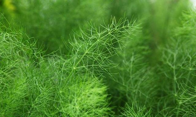 它被称为天然抗生素,消炎良药青霉素