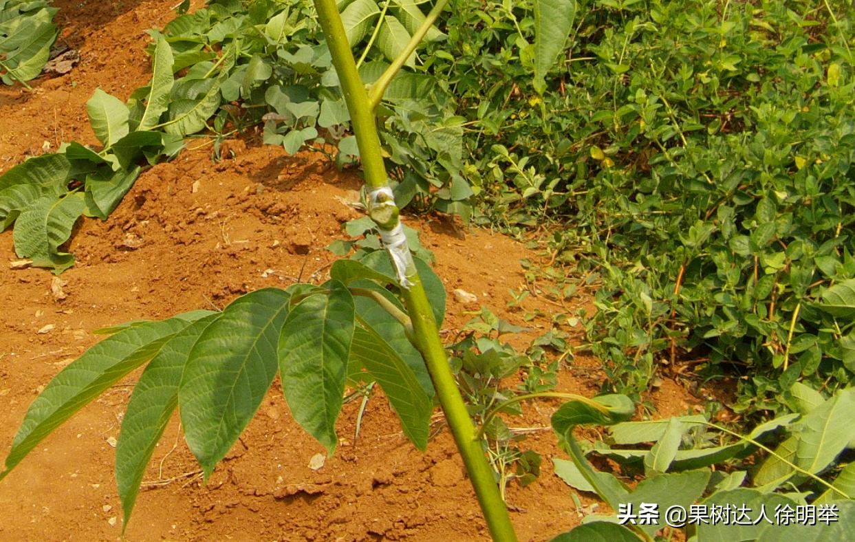 核桃嫁接不活的原因,核桃的夏季嫁接技术和嫁接时间