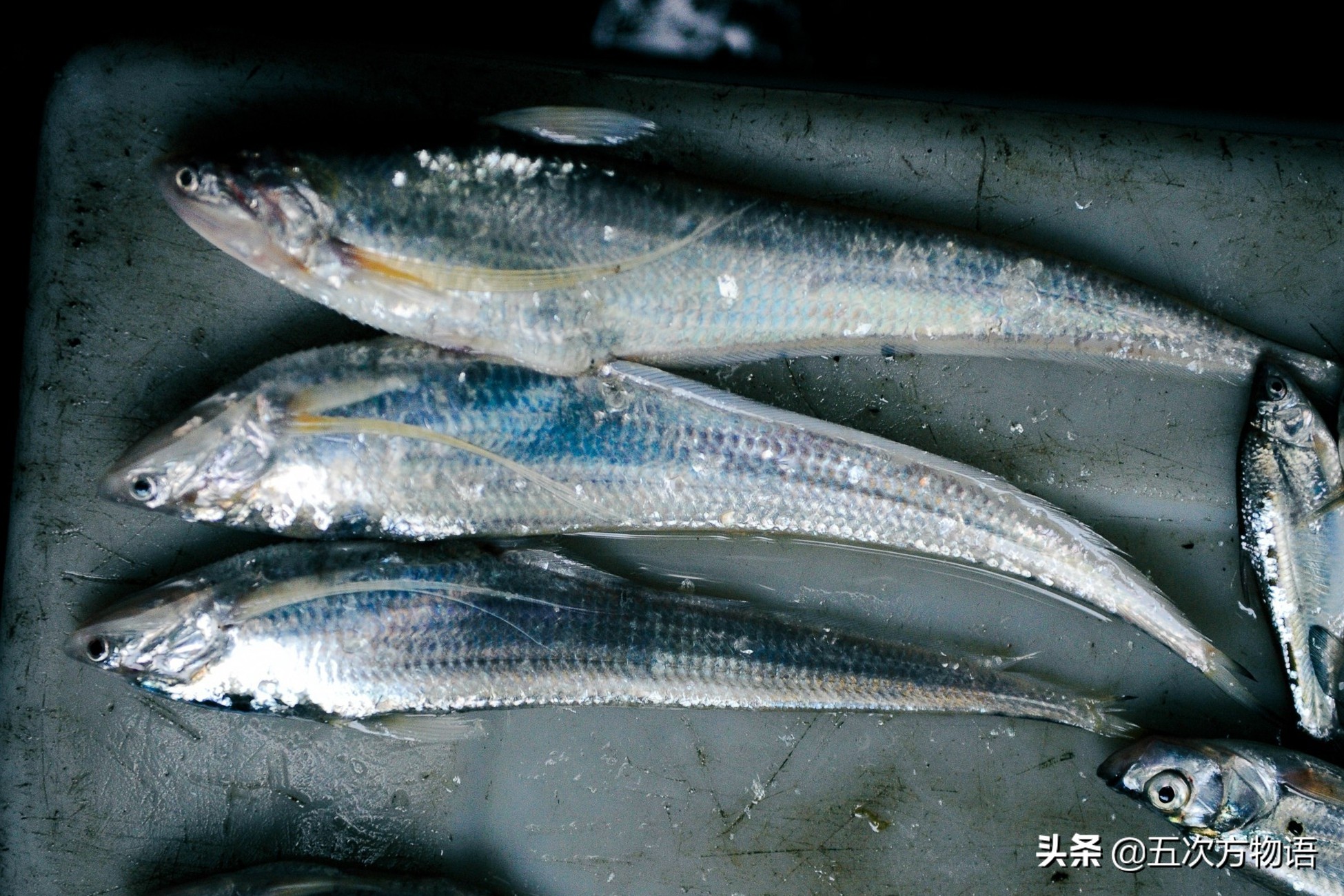 青岛常见的海鱼,海洋鱼类种类大全及图片