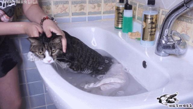 给猫洗澡沐浴露没冲干净怎么办,没有专门的沐浴露怎么给猫洗澡