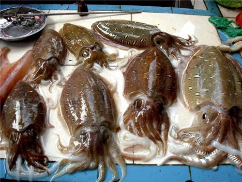 墨鱼的墨汁是凉的吗,墨鱼的墨汁代表什么