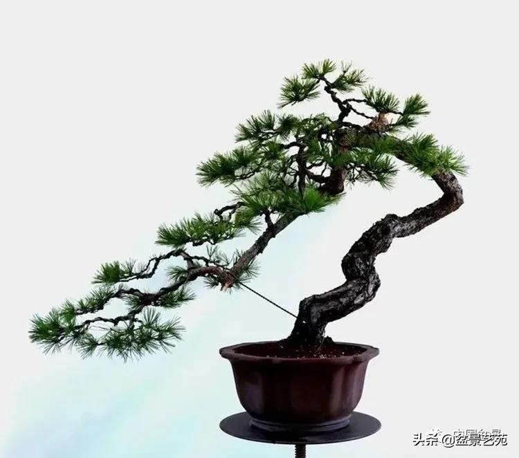 陈迪寅赤松盆景制作视频,陈迪寅作品