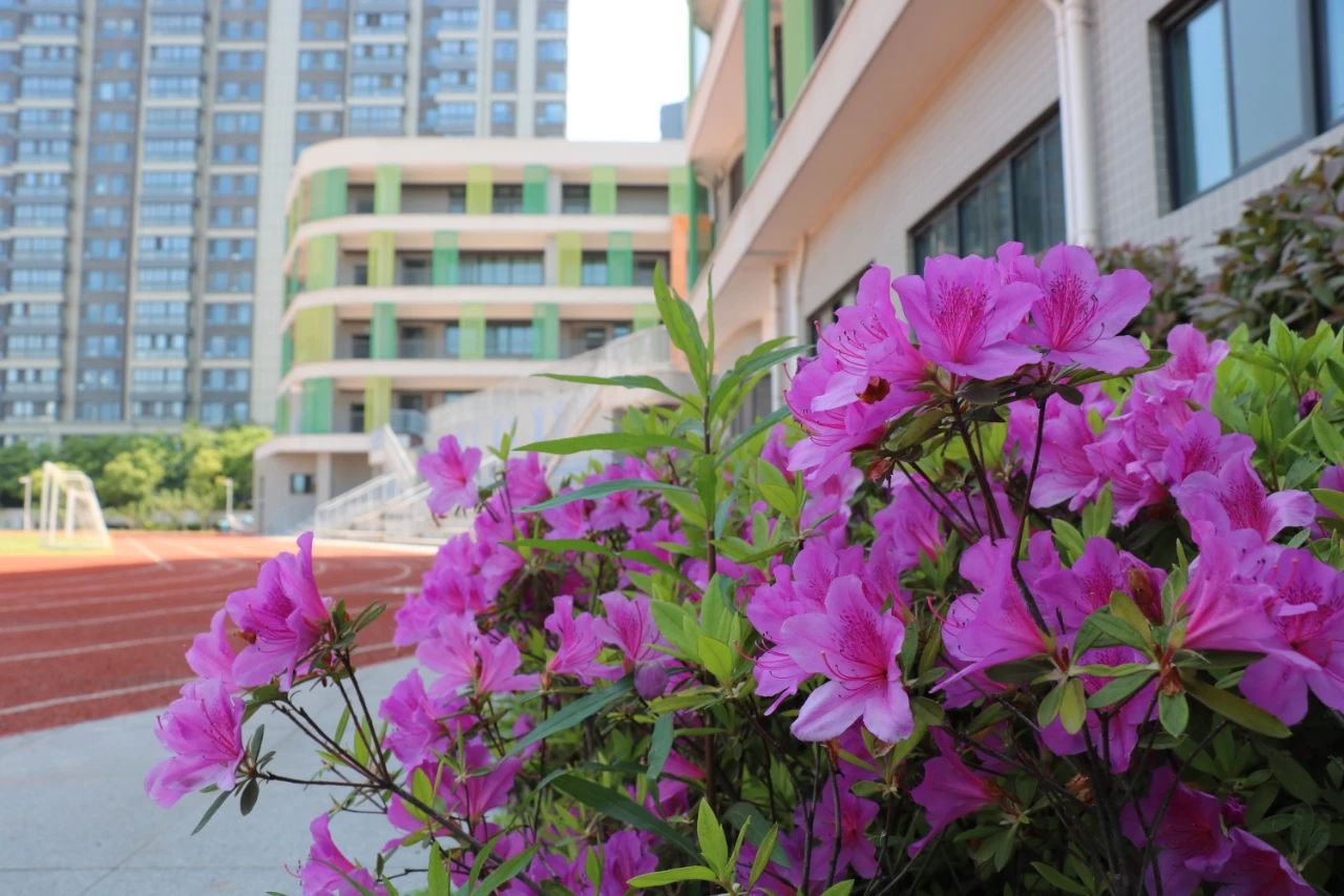 河西区公办小学,南京河西南有哪些好的小学