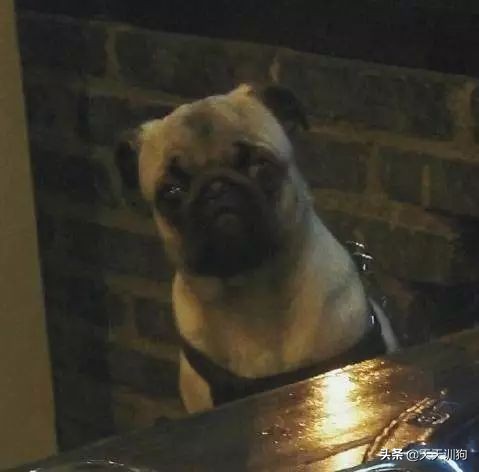 网友带狗狗回家过年,网友带狗狗去哈尔滨