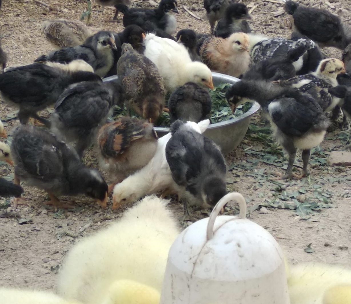 想要养好鸡怎么办,想要养好鸡喂水有诀窍