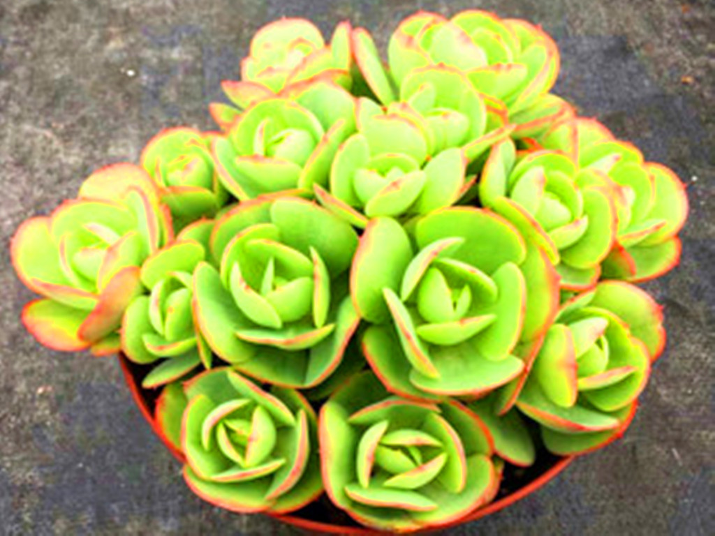 碧桃多肉怎么养出果冻色,碧桃多肉怎么养爆崽