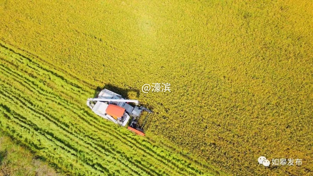 什么是如皋蝶尾,如皋的特点