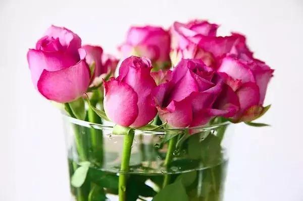 玫瑰鲜花养护方法和时间,玫瑰花束怎么养护延长花期呢