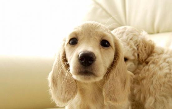 目前哪个快递可以寄宠物,普通快递可以寄运宠物吗