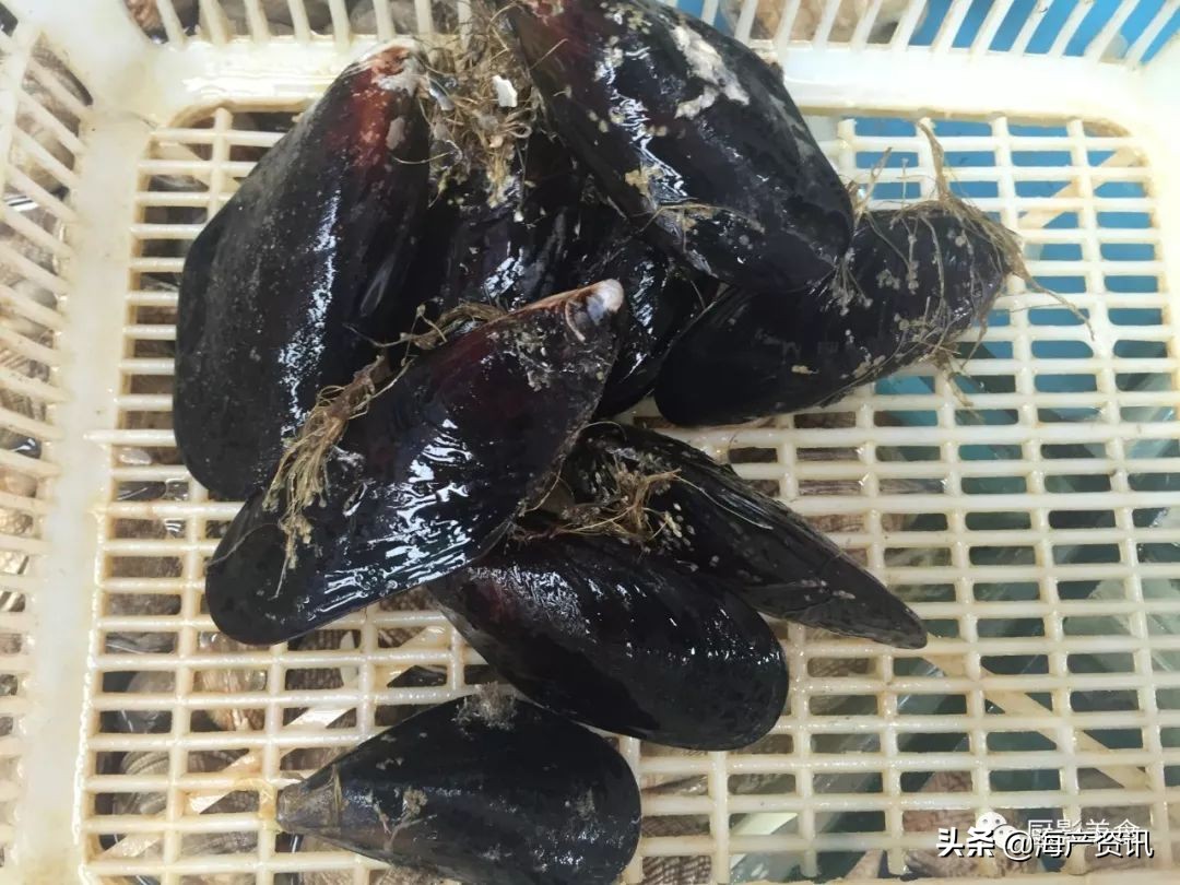 全世界顶级的4种海鲜,世界十大名贵海鲜