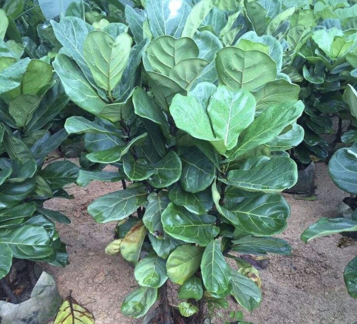 屋内甲醛绿植怎么处理干净,去甲醛不能只靠通风和绿植