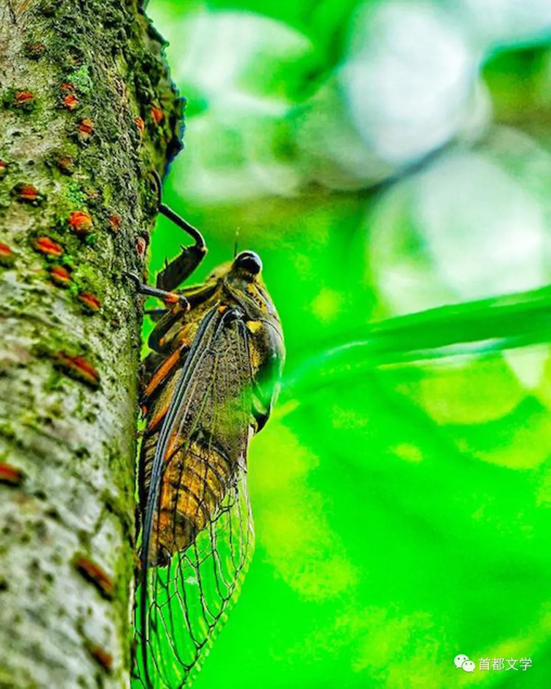 散文捉蝉作者王礼民