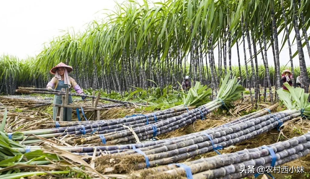 甘蔗蚜虫危害叶片症状图片,甘蔗常见病虫害的防治方法
