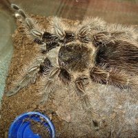 被过分*制抵**的爬宠，能不能存在于阳光之下？