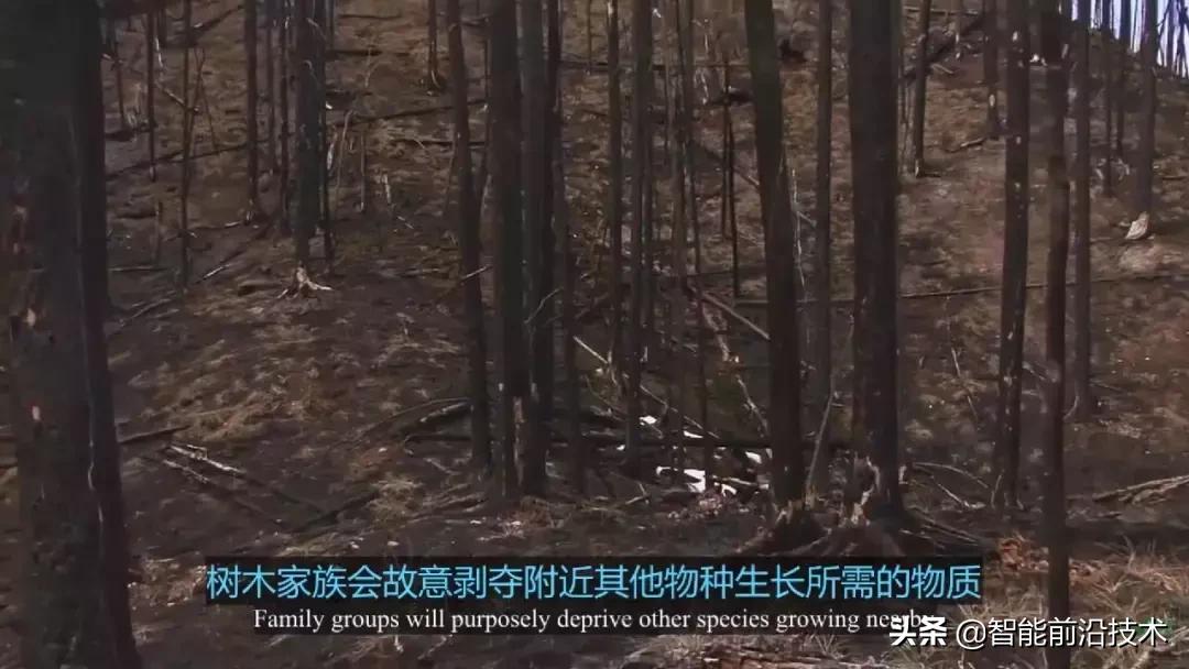 神奇“树联网”,地球本身是一个巨大的超生物体
