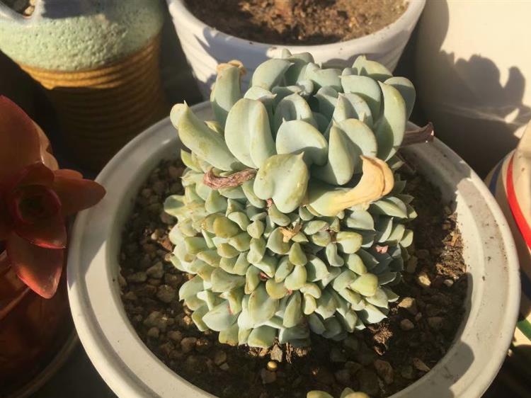 多肉怎么才能长出侧芽,多肉怎么才能爆出侧芽